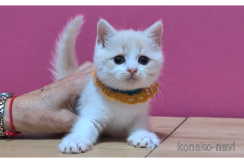 成約済の東京都のスコティッシュフォールド-100920の5枚目